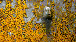 what is orange mold united water