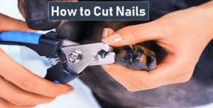 dog nails cutting cut dog s nail