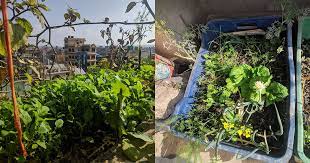 Kitchen Garden For Fresh Vegetables