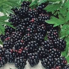 Some of the major health benefits of blackberries are: Balsors Hardy Blackberry Fruits And Berries Veseys