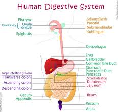 Digestive System Flow Chart Diagram Bedowntowndaytona Com