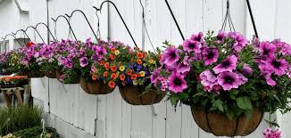 How To Plant A Flower Hanging Basket