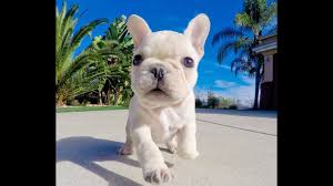 Bulldog club of america rescue network does not ship bulldogs anywhere, for any reason. Quinn The Gorgeous Cream Color Akc French Bulldog Male Puppy For Sale Youtube