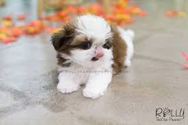 Our puppies will be up to date on vaccines and will have a written. Echo Shih Tzu F Rolly Pups Inc