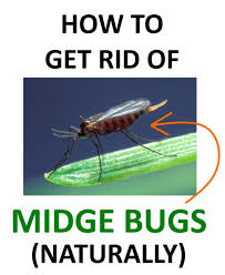 how to get rid of midge bugs no see