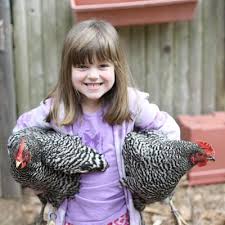 Backyard Chickens What Youll Need To Choose And Care For