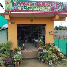 top plant nurseries in ratti mandi