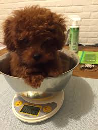 Red Toy Poodle In Hong Kong Mochis Weight And Height Chart