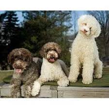 Find lagotto romagnolos for sale on oodle classifieds. Lagotto Romagnolo Puppies For Sale From Reputable Dog Breeders