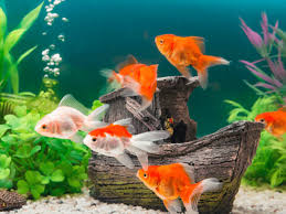 How To Set Up A Coldwater Fish Tank