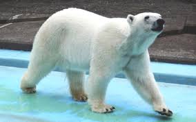 female polar bear s in fight at