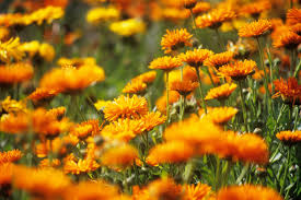 Check spelling or type a new query. Colorful Cool Season Blooms To Brighten Up The Fall And Winter Sunset Sunset Magazine