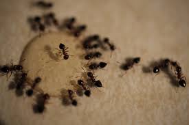 how to use borax to kill ants jersey