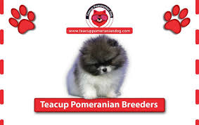 the best teacup pomeranian breeders all