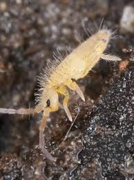 how to get rid of springtails planet