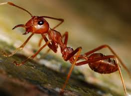11 things about ants you should know