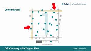Cell Counting Using The Trypan Blue Exclusion Method