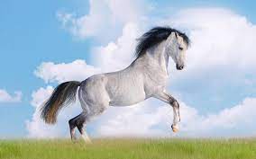 white horse desktop wallpapers hd free