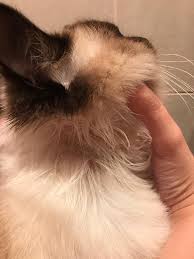 Some skin tags start small and. Hair Loss In Cats What Causes Cats To Lose Fur Around Their Necks