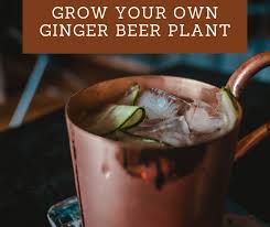 how to grow your own ginger beer plant
