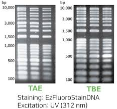 wse 7050 ezrun tae 주 아토코리아