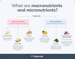 macronutrients micronutrients what s