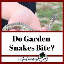 do garden snakes bite are they