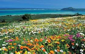 Image result for flower photo western cape