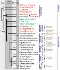 High Level Classification Of The Fungi And A Tool For