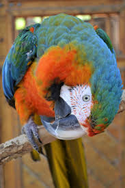 parrots city of albuquerque