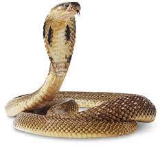 Cobra Snake Facts | Cobra Snake Information | DK Find Out