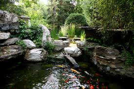 aquarium fish for outdoor fountains and