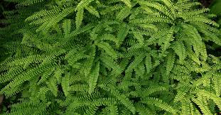 Get Rid Of Ferns On Your Property