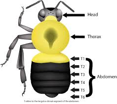 Bumble Bee Anatomy Bumble Bee Watch