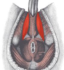 pelvic floor muscle exercises