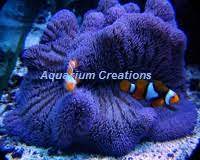 blue gigantea carpet anemone green