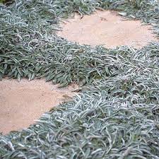 silver carpet dymondia margaretae a