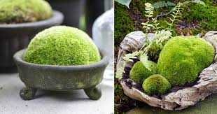 How To Grow Moss At Home Growing Moss