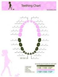 Baby And Toddler Teething Chart Baby Growth