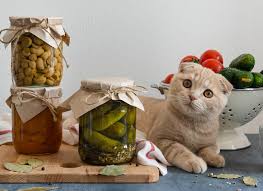 can cats eat pickles modern vet