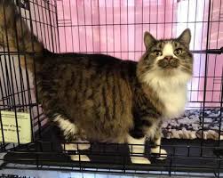 The traditional way to adopt a siberian cat into your family is to find a siberian cat breeder with an upcoming litter. Support Woodstock Paws Shelter By Purchasing A Purrbox For The Holidays Hartford Courant