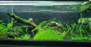 java moss the easy low light carpet plant