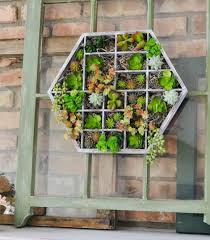 12 Plants Used For Vertical Garden In