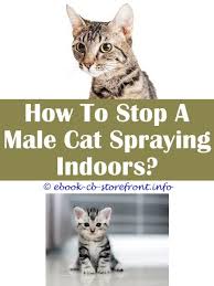 Maybe you would like to learn more about one of these? 19 Fetching Stop Male Cat Spraying Inside House Cat Spray Cat Repellant Male Cat Spraying