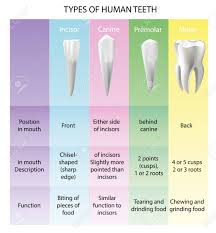 Types Of Teeth Realistic Various Human Oral Health Chart