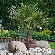 Hardy Fan Palm Tree Trachycarpus