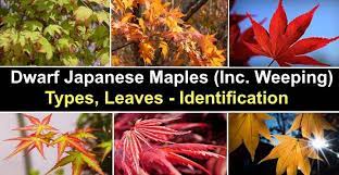 dwarf anese maples including