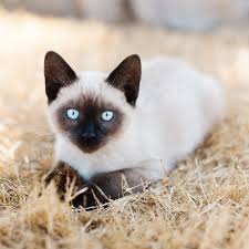 Siamese are unique cats, with their long and angular elegance and coat coloration. The Best Cat Breeds With The Longest Lifespans