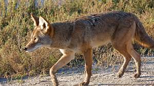 Résultat de recherche d'images pour "coyote"