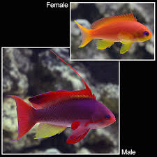 Saltwater Aquarium Fish For Marine Reef Aquariums Lyretail